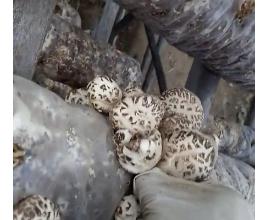 江蘇保水膜免割袋